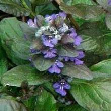 Ajuga 'Catlin's Giant'