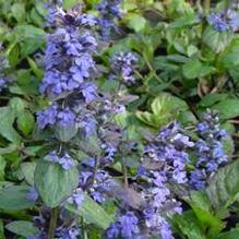 Ajuga 'Chocolate Chip'