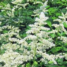 Astilbe 'Deutschland'