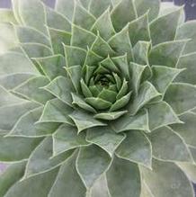 Sempervivum 'Carmen' Sempervivum 'Carmen'