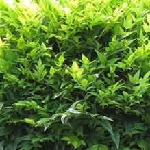 Nandina 'Lemon Lime' Nandina 'Lemon Lime'