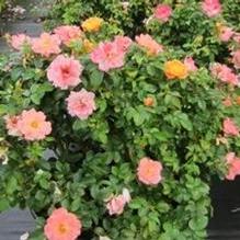 Rosa 'Peach Drift' Rosa 'Peach Drift'