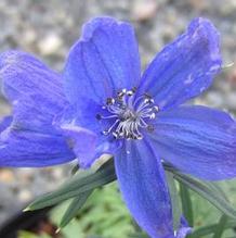 Delphinium 'Diamonds Blue' Delphinium 'Diamonds Blue'
