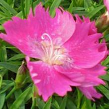 Dianthus 'Kahori' Dianthus 'Kahori'