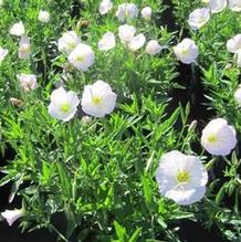 Oenothera 'Siskiyou' Oenothera 'Siskiyou'