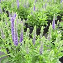 Veronica 'Royal Candles' Veronica 'Royal Candles'