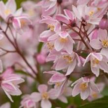 Deutzia 'Yuki Cherry Blossom®' Deutzia 'Yuki Cherry Blossom®'