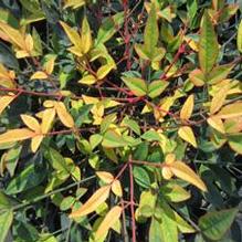 Nandina 'Harbour Belle' Nandina 'Harbour Belle'
