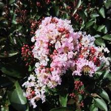 Lagerstroemia Pink Pig® Lagerstroemia Pink Pig®