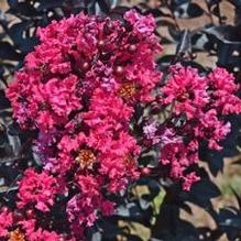 Lagerstroemia First Editions® Midnight Magic™ Lagerstroemia First Editions® Midnight Magic™