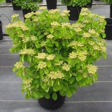 Viburnum 'Erie' Viburnum 'Erie'