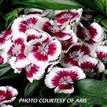 Dianthus 'Red Picotee' Dianthus 'Red Picotee'