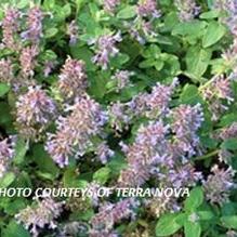 Nepeta 'Blue Lagoon' Nepeta 'Blue Lagoon'