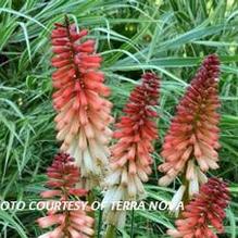 Kniphofia Popsicle™ 'Orange Vanilla Popsicle' Kniphofia Popsicle™ 'Orange Vanilla Popsicle'