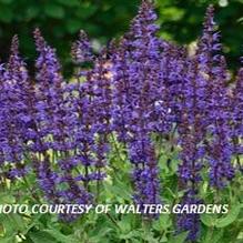 Salvia 'Violet Riot' Salvia 'Violet Riot'