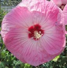 Hibiscus 'Tye Dye' Hibiscus 'Tye Dye'
