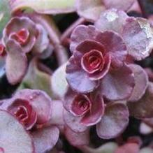 Sedum 'Voodoo' Sedum 'Voodoo'