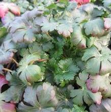Geranium 'Biokovo'