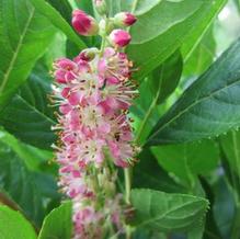 Clethra 'Ruby Spice'