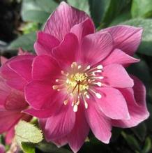 Helleborus 'Berry Swirl' Helleborus 'Berry Swirl'