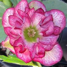 Helleborus 'Cherry Blossom' Helleborus 'Cherry Blossom'
