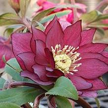 Helleborus 'Red Sapphire' Helleborus 'Red Sapphire'
