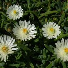 Delosperma 'Moon Stone' Delosperma 'Moon Stone'