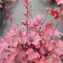 Heuchera 'Galaxy' Heuchera 'Galaxy'