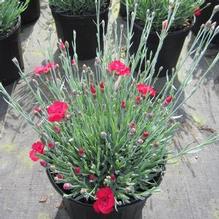 Dianthus 'Fire Star' Dianthus 'Fire Star'