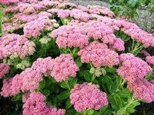 Sedum 'Autumn Joy' Sedum 'Autumn Joy'