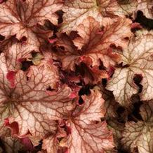 Heuchera 'Carnival Peach Parfait' Heuchera 'Carnival Peach Parfait'