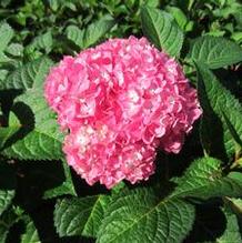Hydrangea m. Endless Summer® 'Bloomstruck®' Hydrangea m. Endless Summer® 'Bloomstruck®'