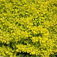 Berberis 'Sunjoy® Citrus' Berberis 'Sunjoy® Citrus'