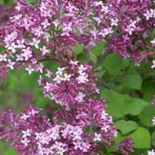 Syringa Bloomerang® Dark Purple Lilac 'Dark Purple Lilac'