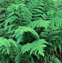 Dryopteris tokyoensis Dryopteris tokyoensis
