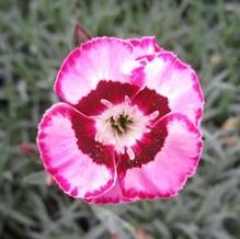 Dianthus 'Raspberry Swirl' Dianthus 'Raspberry Swirl'