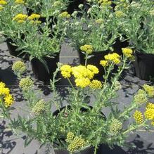 Achillea 'Little Moonshine'