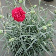 Dianthus 'Ruby's Tuesday'