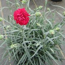 Dianthus 'Ruby's Tuesday' Dianthus 'Ruby's Tuesday'
