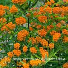 Asclepias tuberosa