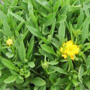 Coreopsis 'Solanna™ Golden Sphere' Coreopsis 'Solanna™ Golden Sphere'