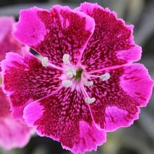 Dianthus 'Lavender Lace' Dianthus 'Lavender Lace'