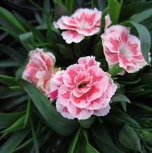 Dianthus 'Oscar ® Salmon & White' Dianthus 'Oscar ® Salmon & White'