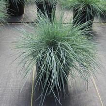 Festuca 'Cool as Ice' Festuca 'Cool as Ice'