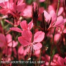 Gaura 'Belleza Dark Pink'