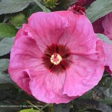 Hibiscus SUMMERIFIC® 'Berry Awesome' Hibiscus SUMMERIFIC® 'Berry Awesome'