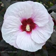 Hibiscus 'Mocha Moon' Hibiscus 'Mocha Moon'