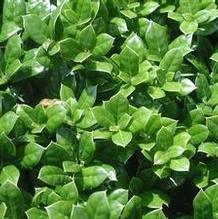Ilex 'Dwarf Burford' Ilex 'Dwarf Burford'