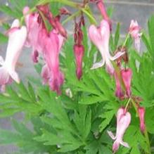 Dicentra eximia Dicentra eximia