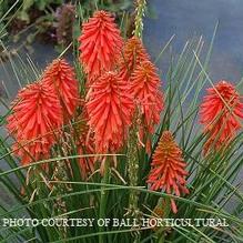 Kniphofia Poco™ Red Kniphofia Poco™ Red